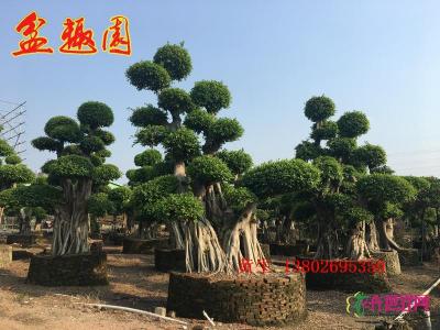 造型榕树