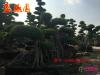 造型榕树