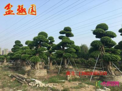 造型榕树