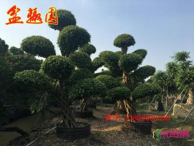 造型榕树