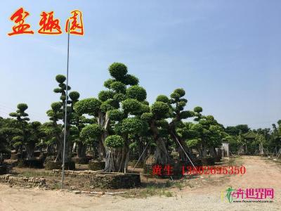 造型榕树