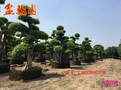 造型榕树