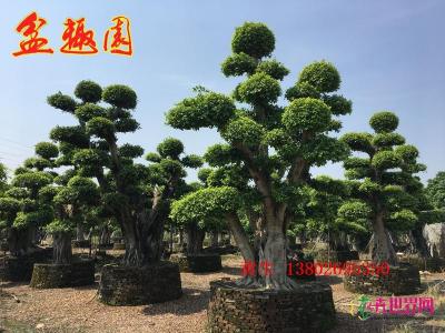 造型榕树