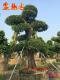 造型榕树