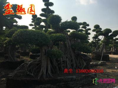 造型榕树