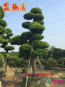 造型榕树