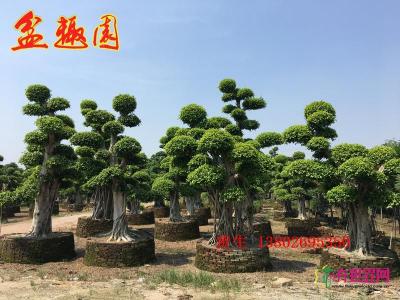 造型榕树