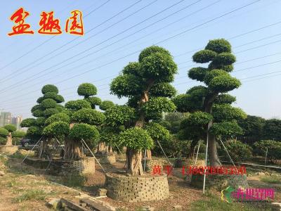 造型榕树