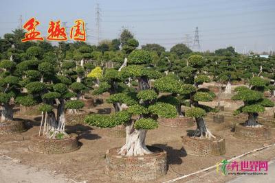 造型榕树