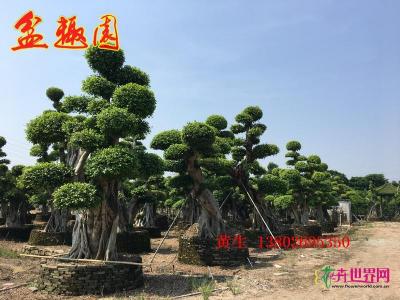 造型榕树