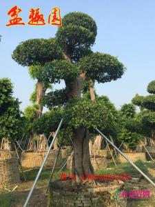 造型榕树