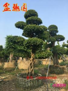 造型榕树